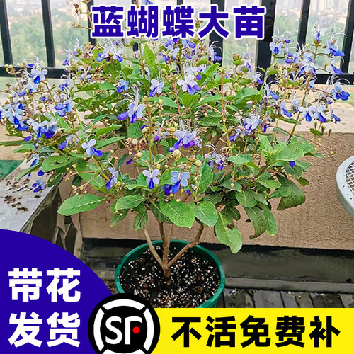 【带花发货】蓝蝴蝶花苗夏季好养