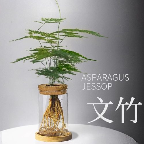 水培植物文竹四季好养桌面小盆栽