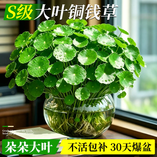 【夏季首选】精品水培大叶铜钱草