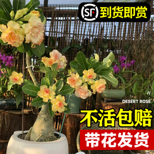 花卉绿植物室内四季 沙漠玫瑰盆栽重瓣带花苞老桩花期超长 好养活