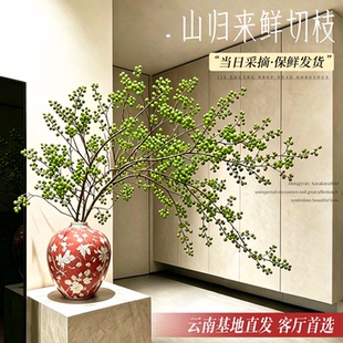 山归来鲜切鲜花云南基地直发南蛇藤家用插花干花水培花期长绿植物