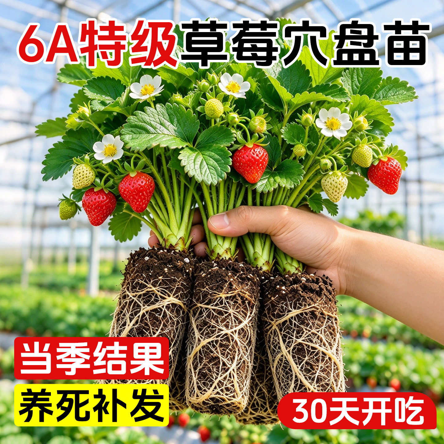 草莓苗秧穴盘苗四季结果苗盆栽奶油丹东脱毒高产阳台种植成活率高