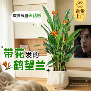 鹤望兰天堂鸟绿植带花苞客厅办公室内大型植物盆栽落地好养活四季