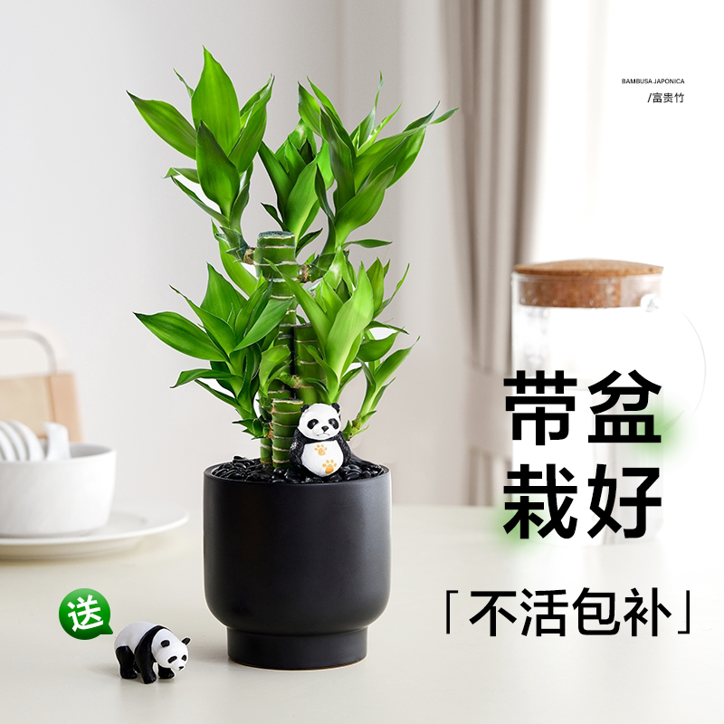 富贵竹盆栽植物室内客厅办公室绿植桌面好养节节高文昌竹子步步高