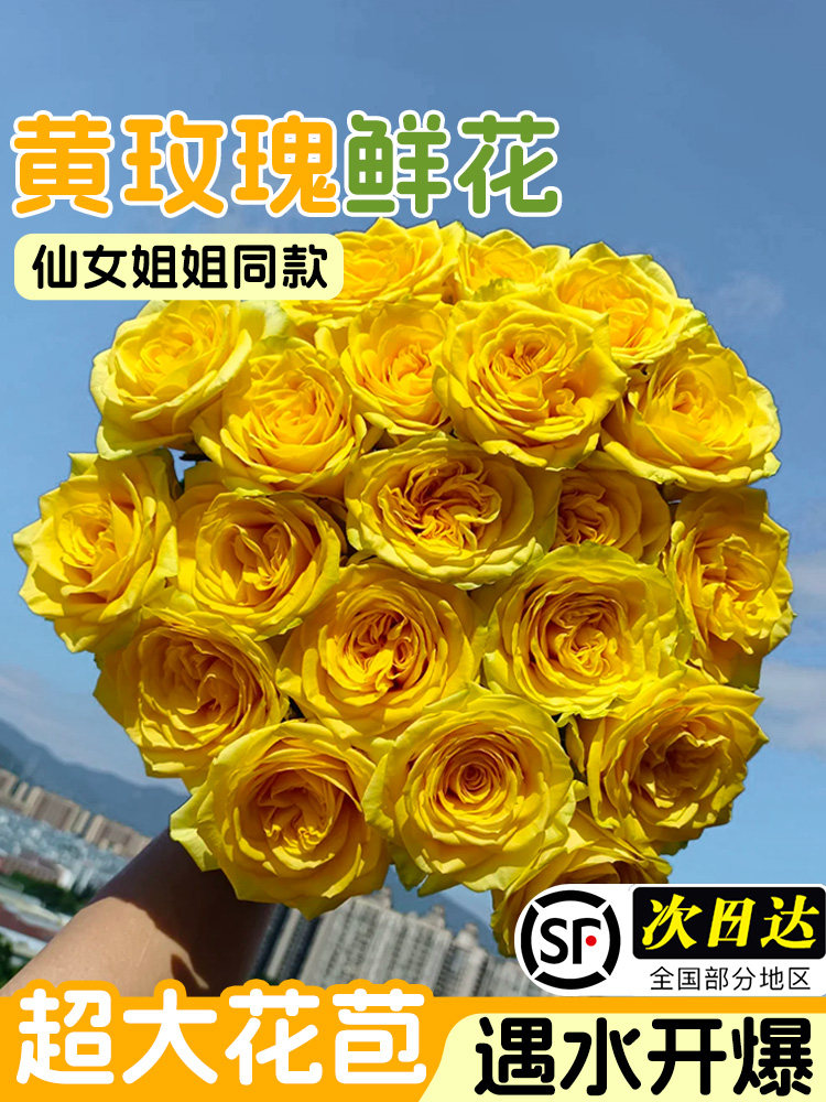 黄玫瑰花鲜花云南基地直发顺丰次日达香槟玫瑰花卉鲜切花家用插花图片