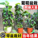 葡萄树苖巨峰葡萄苗阳光玫瑰盆栽水果树果苗爬藤王南北方耐寒四季