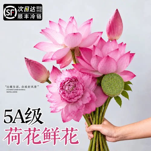 【现采现发】荷花鲜花重瓣插花