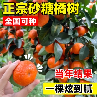 沙糖桔子树苗正宗广西砂糖橘树苗南方北方种植橙子无籽橘子树果苗