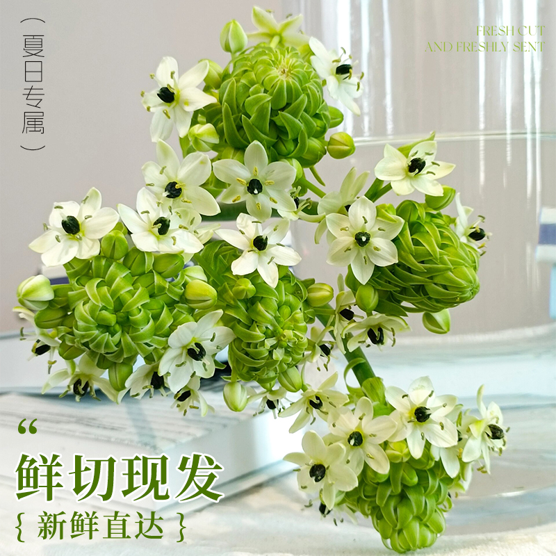 天鹅绒鲜花伯利恒之星鲜切花卉水养雀梅鲜枝水培植物种球家用插花