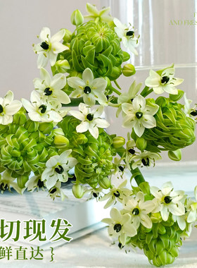 【拍下现切】天鹅绒鲜花水养花卉