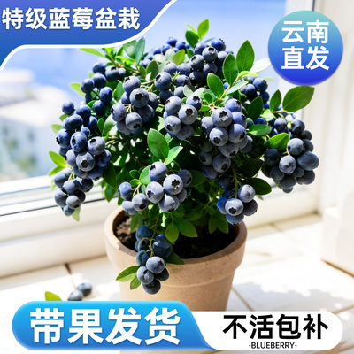 【带果发货】5A特级蓝莓盆栽