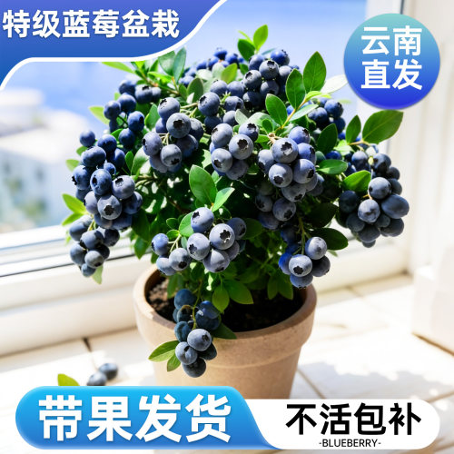 【带果发货】5A特级蓝莓盆栽