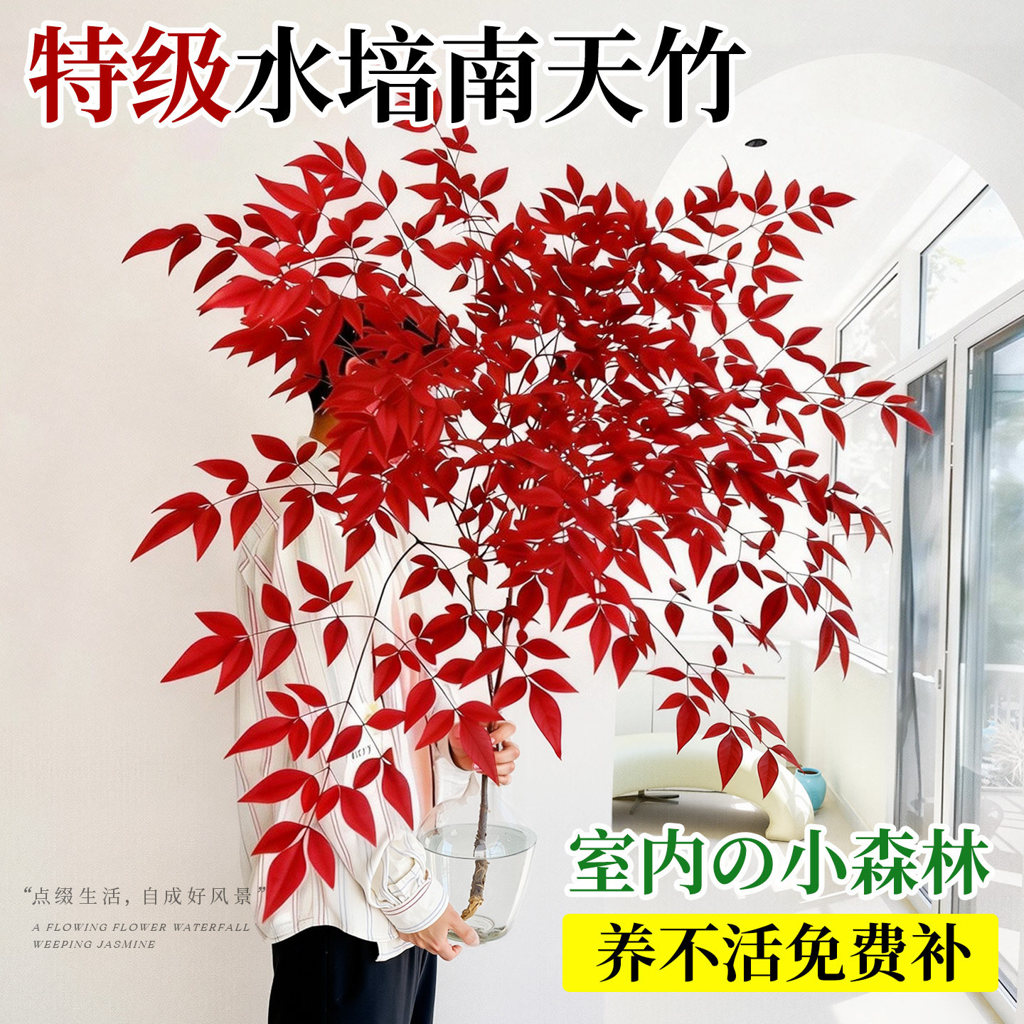 南天竹水培植物带根室内好养活客厅绿植摆件盆栽火焰红马醉木吊钟,鲜花速递/花卉仿真/绿植园艺,大型绿植/成品组合盆栽,淘宝优惠券,粉丝福利购,淘宝优惠卷