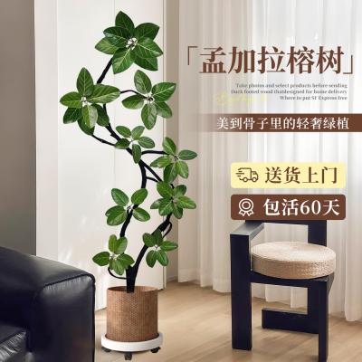 「顺丰上门」孟加拉榕树包活60天