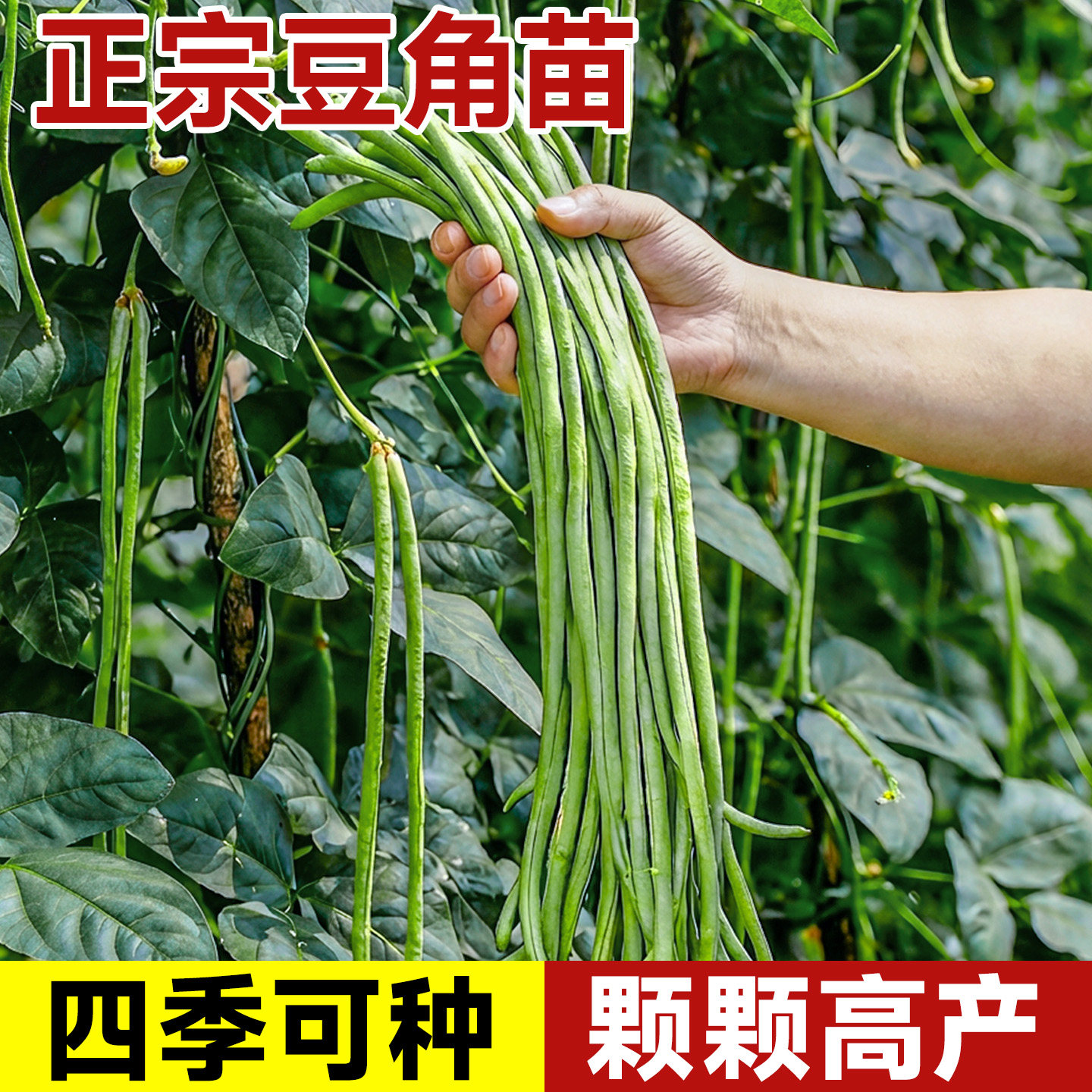 长豆角苗四季豆豇豆种苗蔬菜苗秧苗大全适合春天种的菜苗种子种籽