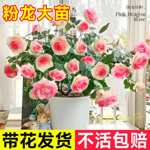 墙微花树苗爬藤花卉庭院四季 粉龙沙宝石月季 开藤本蔷薇玫瑰花盆栽