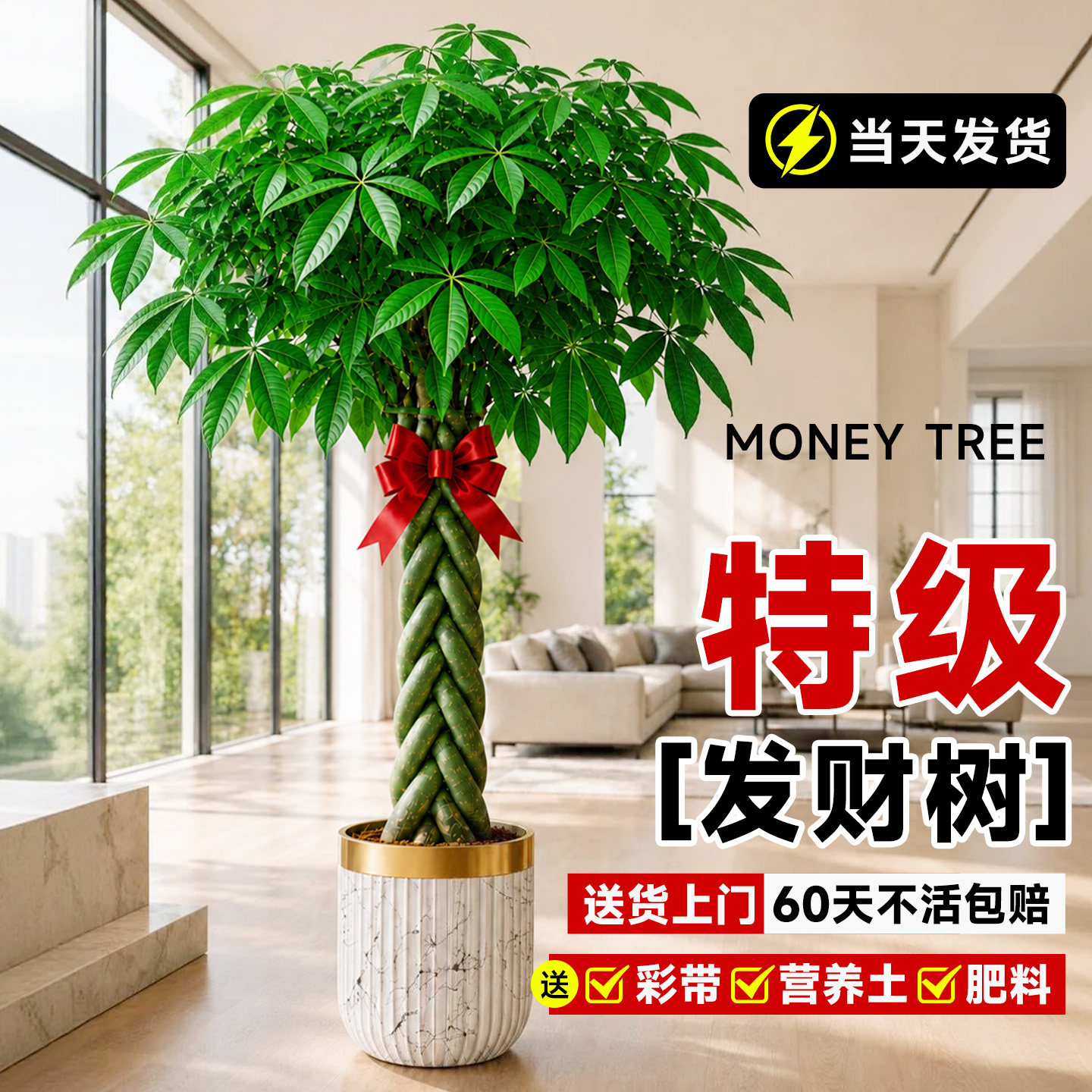 辫子发财树大棵盆栽开业送礼乔迁图片