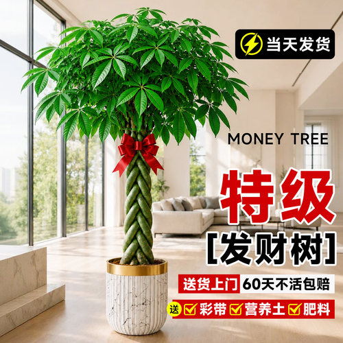 辫子发财树大棵盆栽开业送礼乔迁