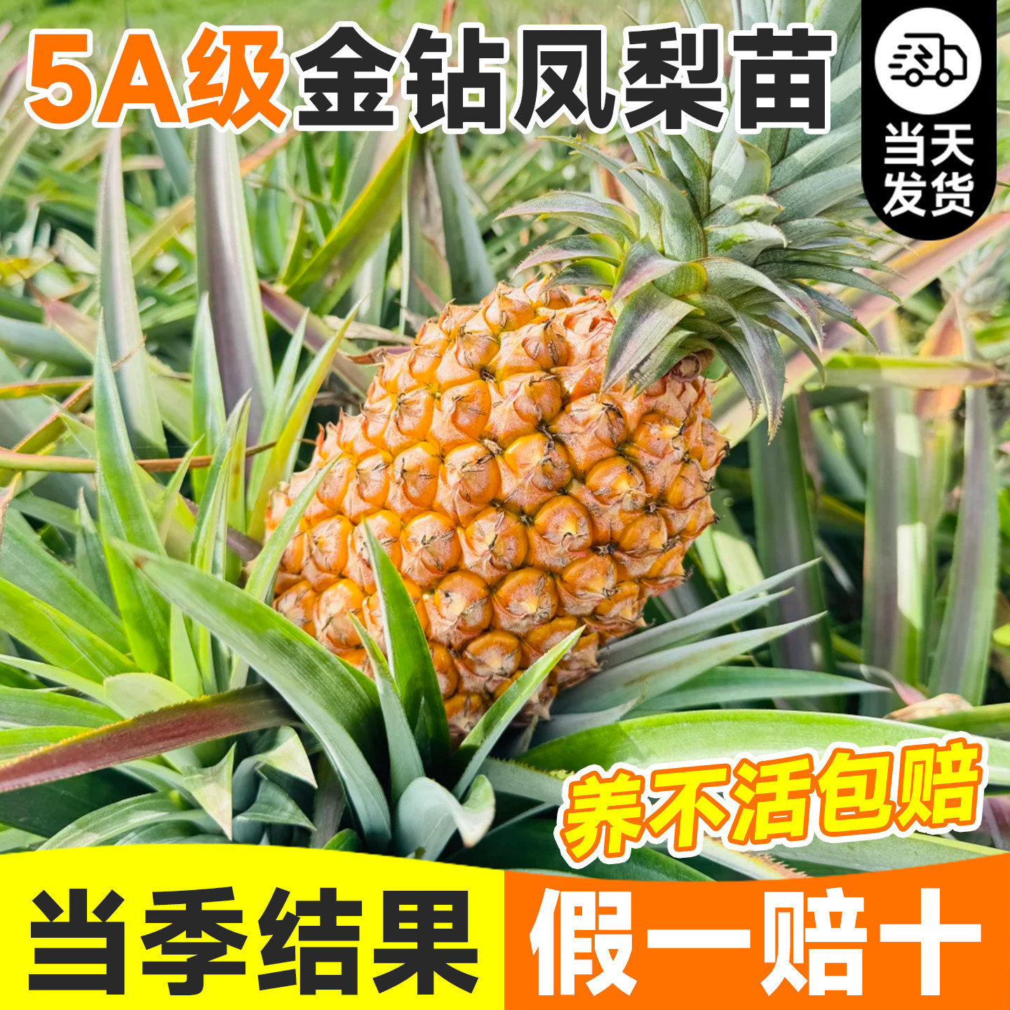 【当年包结果】台湾金钻凤梨盆栽图片