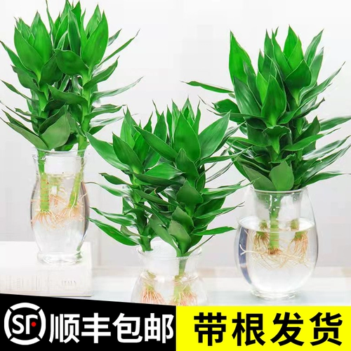 Богатый бамбук гуньян бамбуковый гидропонный растение с корневыми цветами зеленые растения, зеленый укроп для горшков в горшках