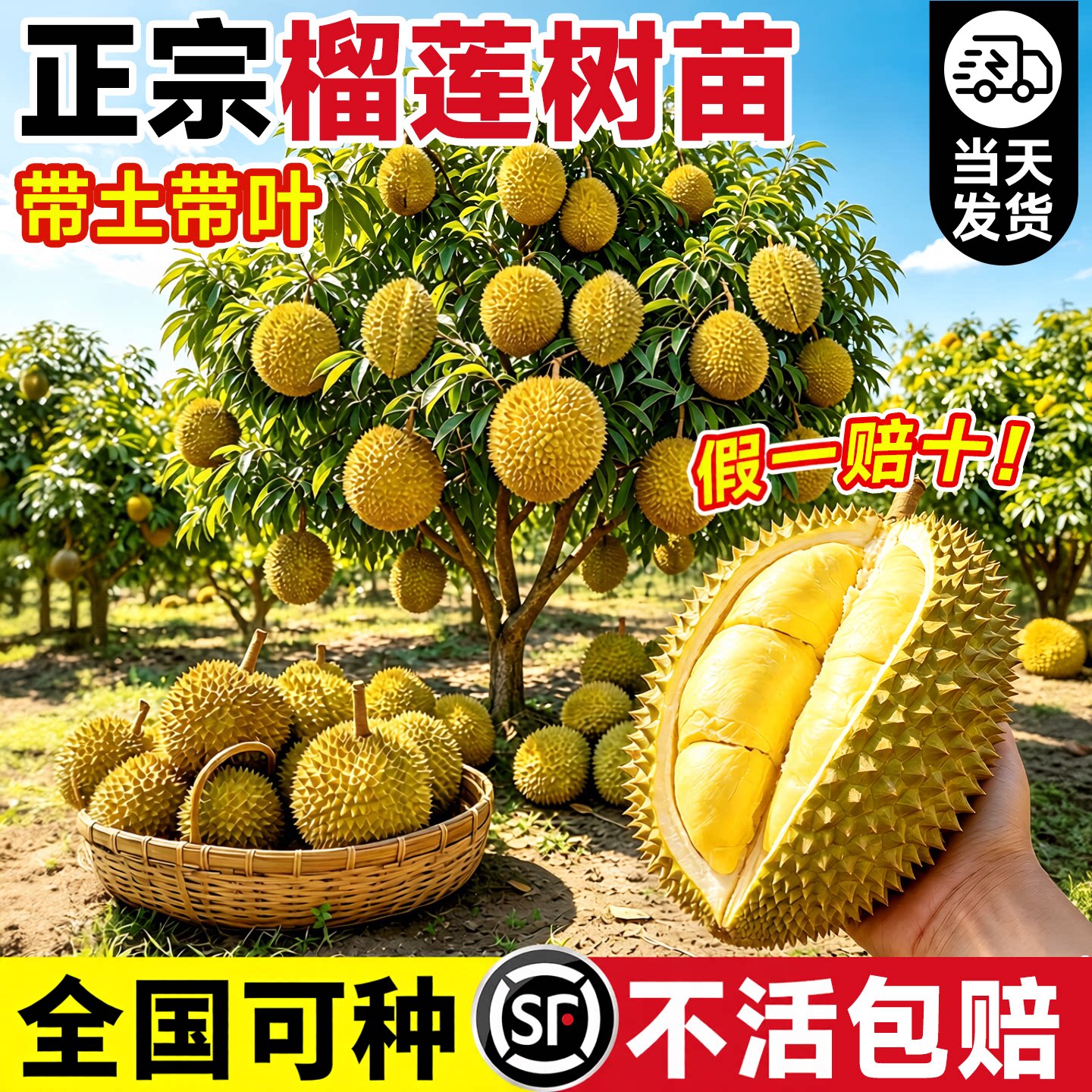 金枕榴莲树果苗南北方种植猫山王耐寒嫁接盆栽地栽广西正宗果树苗