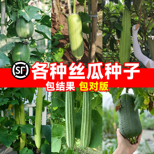 【丝瓜种子】抗病高产阳台可种