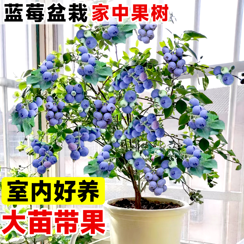 蓝莓树果苗蓝苺带果盆栽l25苗南方四季大果阳台室内种植果树果苗-封面