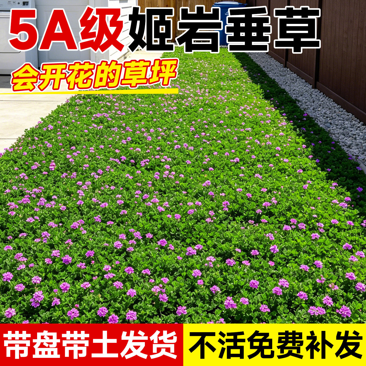 姬岩垂草真草皮带土草坪庭院室外四季常青多年生绿化造景植物地毯