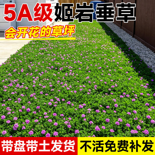 5A特级姬岩垂草真草皮不活包补发