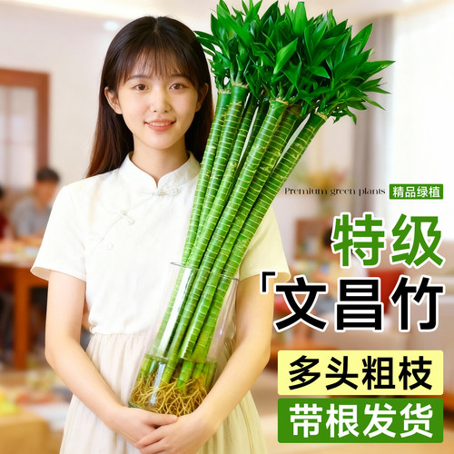 【带根】文昌竹4支金榜题名水培