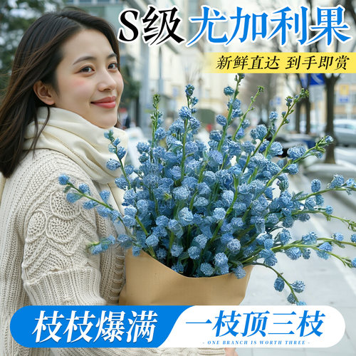 特级尤加利果鲜切现发不活包赔