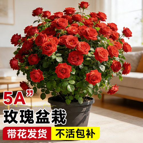 5A玫瑰花盆栽带花发不活包补