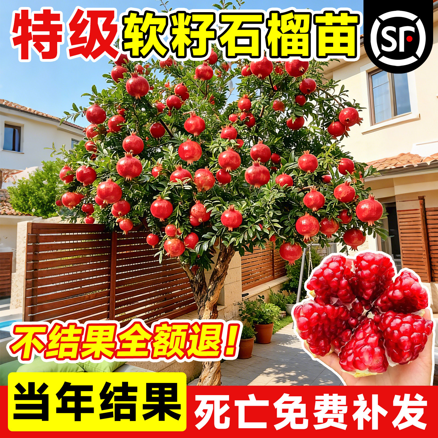 石榴树树苗庭院果树嫁接苗突尼斯软籽特大甜果南北方四季种植老桩