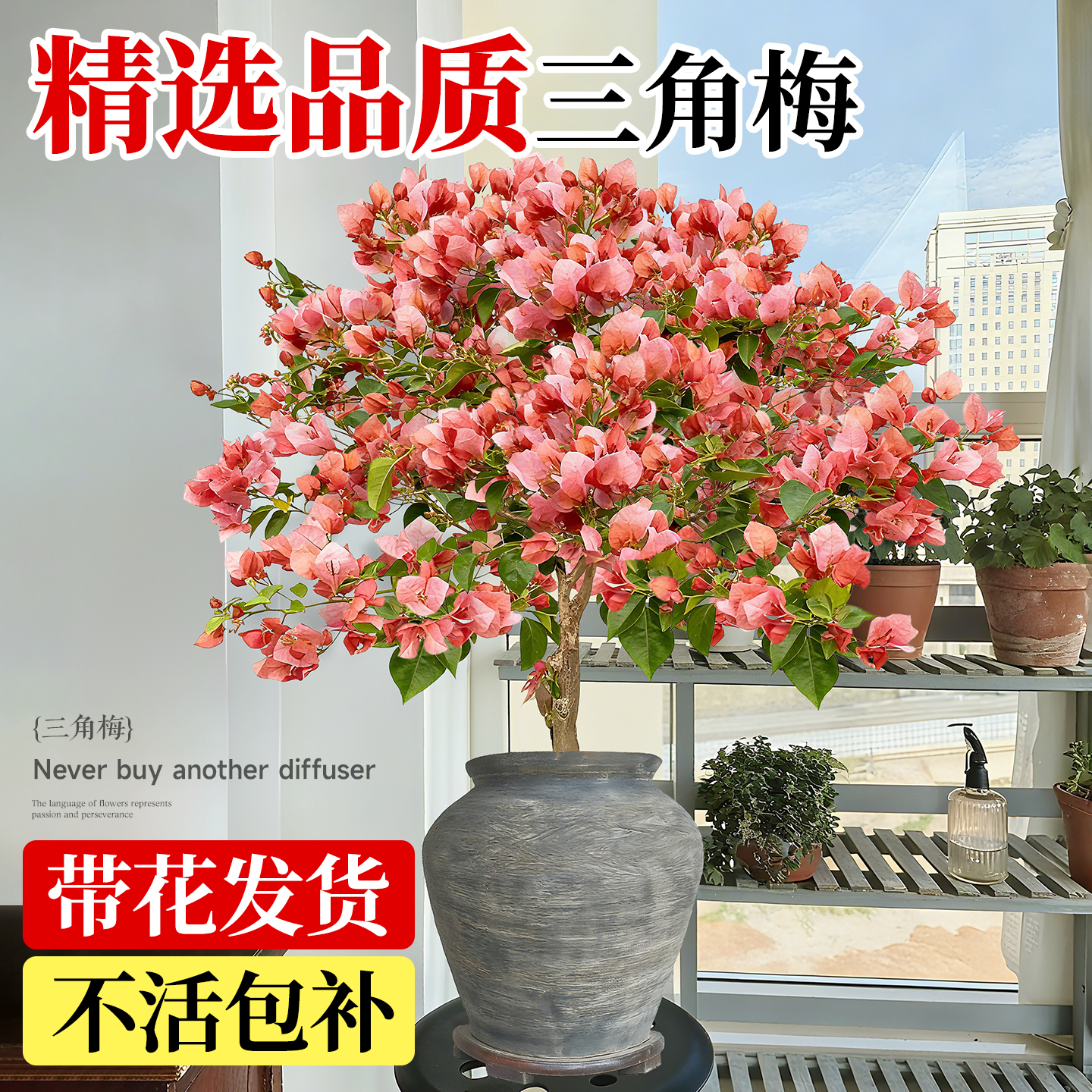 三角梅盆栽老桩带花绿植花卉