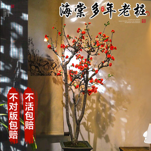 四季海棠花盆栽树苗重瓣老桩盆景室内客厅阳台耐寒好养的花卉绿植