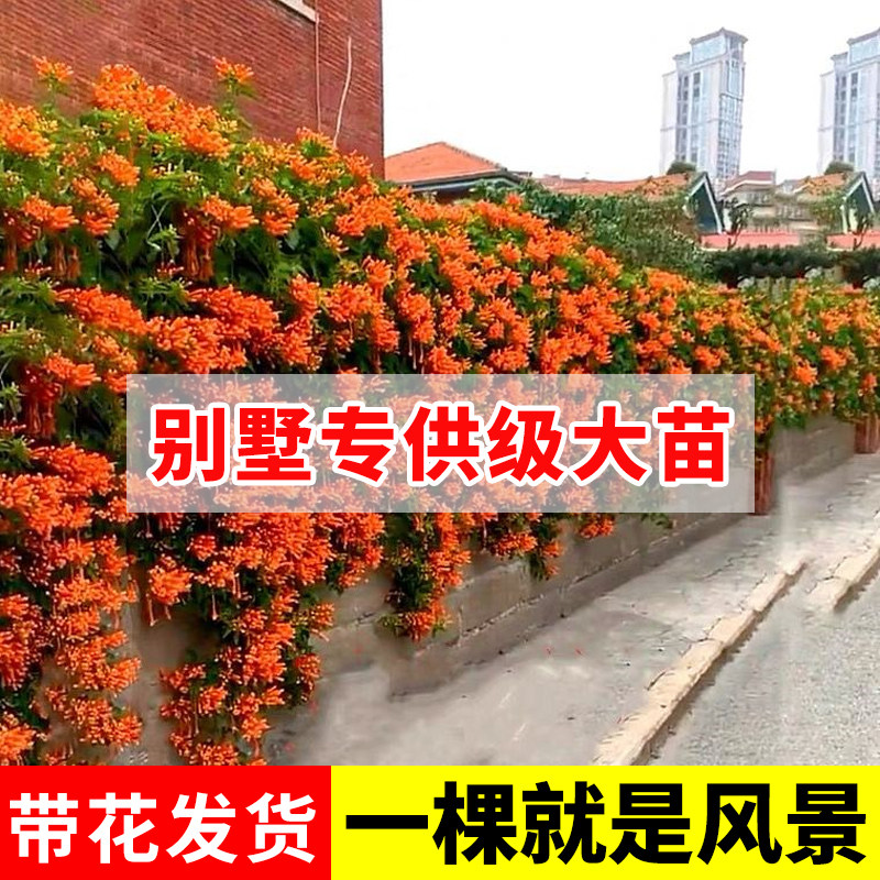 凌霄花苗爬藤植物母系大苗炮仗花别墅专用庭院爬墙盆栽四季开花卉
