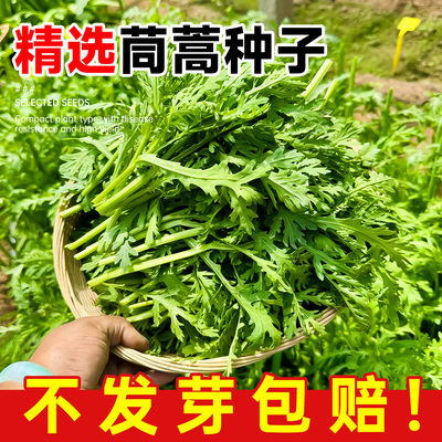 【包发芽】茼蒿种子中叶小叶菜籽