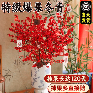 北美冬青红果真花鲜切花新年宵室内家用插花鲜花带果盆栽花卉水养