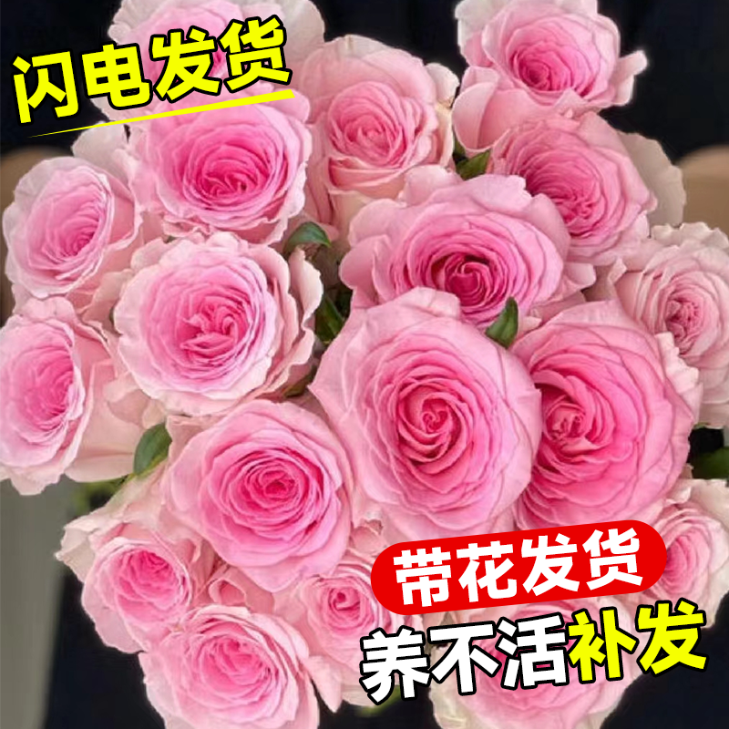 洛神月季花苗玫瑰花灌木大花盆栽室内阳台四季开特大花苗浓香花卉 鲜花速递/花卉仿真/绿植园艺 月季/蔷薇/玫瑰 原图主图