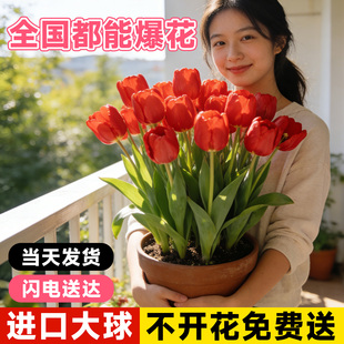 郁金香种球水培花卉植物室内花四季 开花种子盆栽花苗土培水养好活