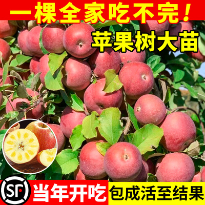 正宗红富士苹果树果苗南北方种植