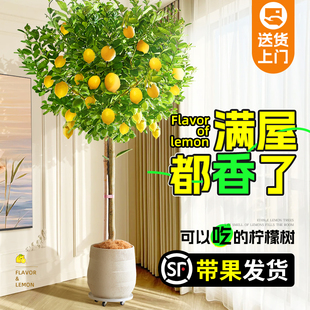 绿植带果可食用好养活冬天冻不死 香水柠檬树盆栽室内适合放阳台