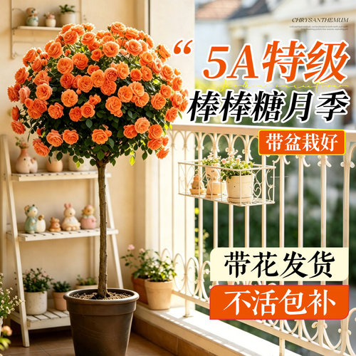 【特级】棒棒糖月季嫁接老桩盆栽