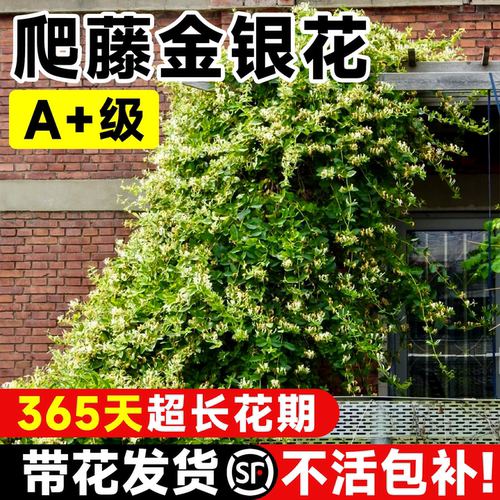 带花发货可食用金银花树苗
