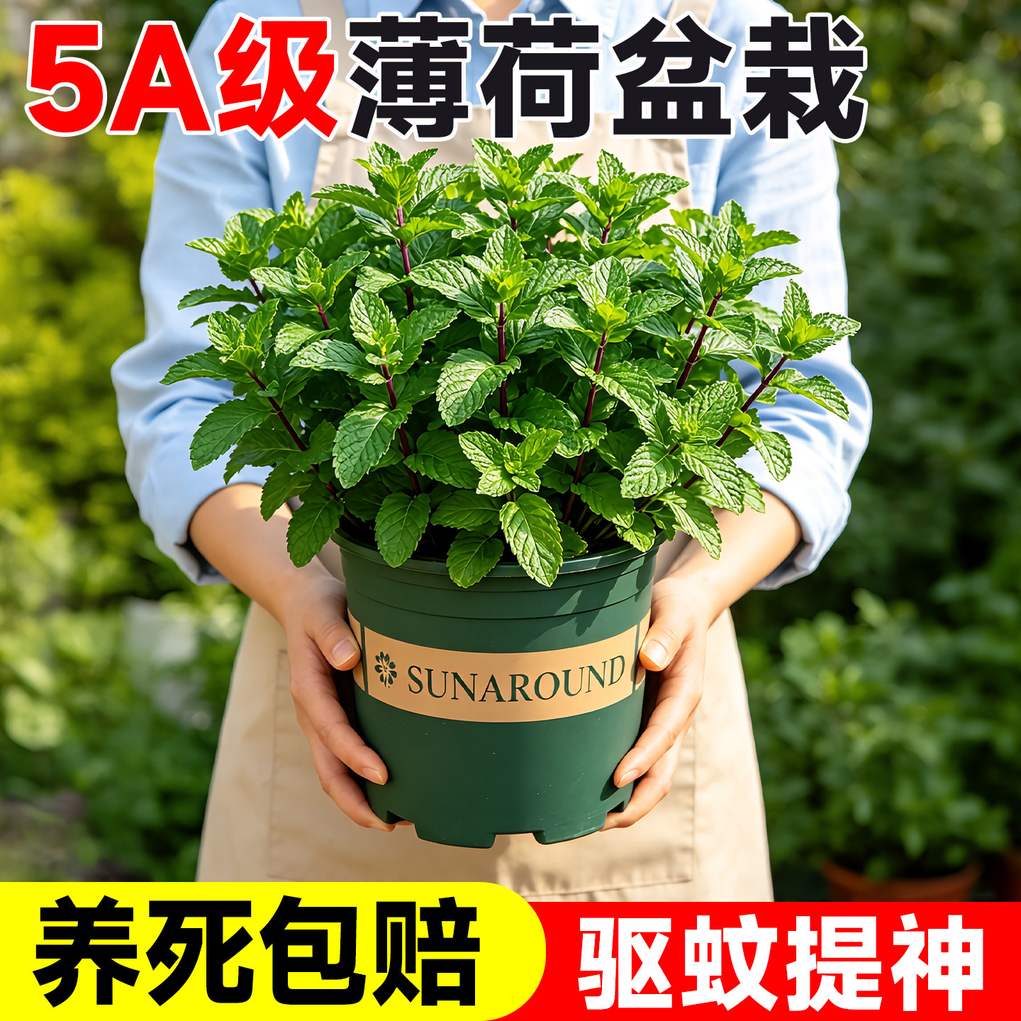 薄荷盆栽可食用驱蚊驱虫植物留兰香迷迭香绿植室内办公室桌面好养