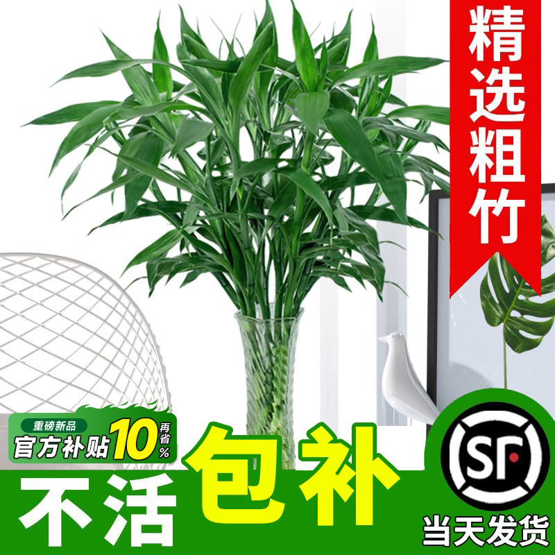 富贵竹水培植物水养发财竹带根客厅绿植招财转运竹子粗壮盆栽室内