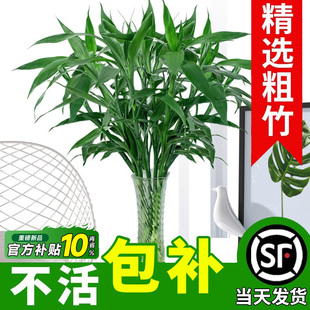 富贵竹水培植物水养发财竹带根客厅绿植招财转运文昌竹子盆栽室内