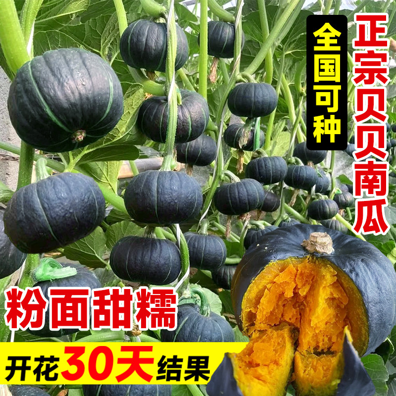 绿贝贝小南瓜种籽正宗板栗味老品种南瓜种孑早熟奶油南瓜苗菜种子