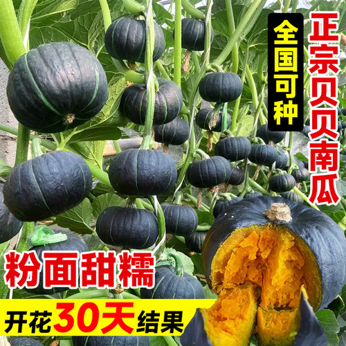 绿贝贝南瓜种籽正宗板栗奶油南瓜