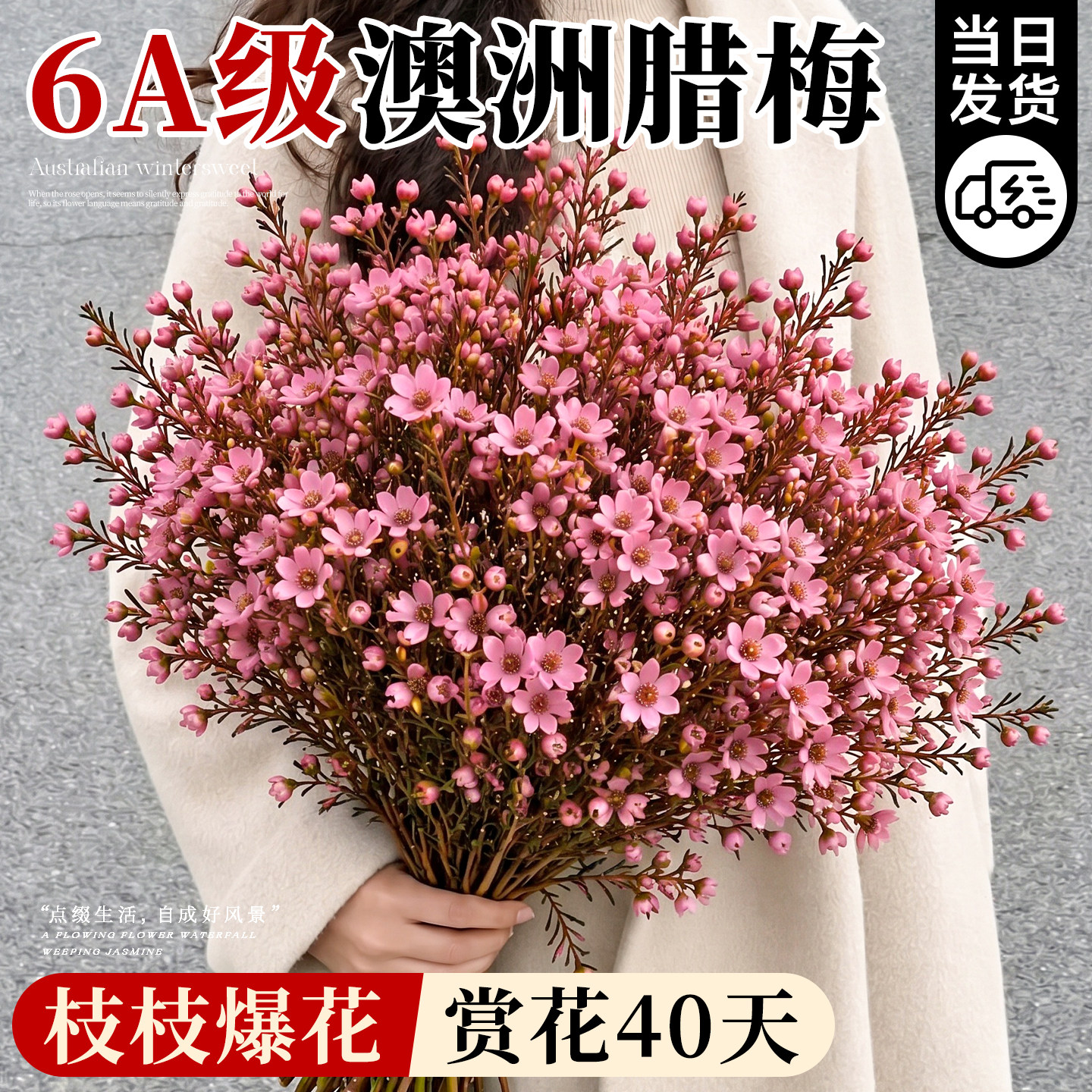 澳洲腊梅鲜花云南基地直发客厅室内插花年宵花鲜切枝四季好养花卉